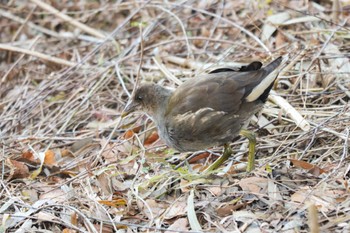 2022年12月27日(火) 三ツ池公園(横浜市鶴見区)の野鳥観察記録