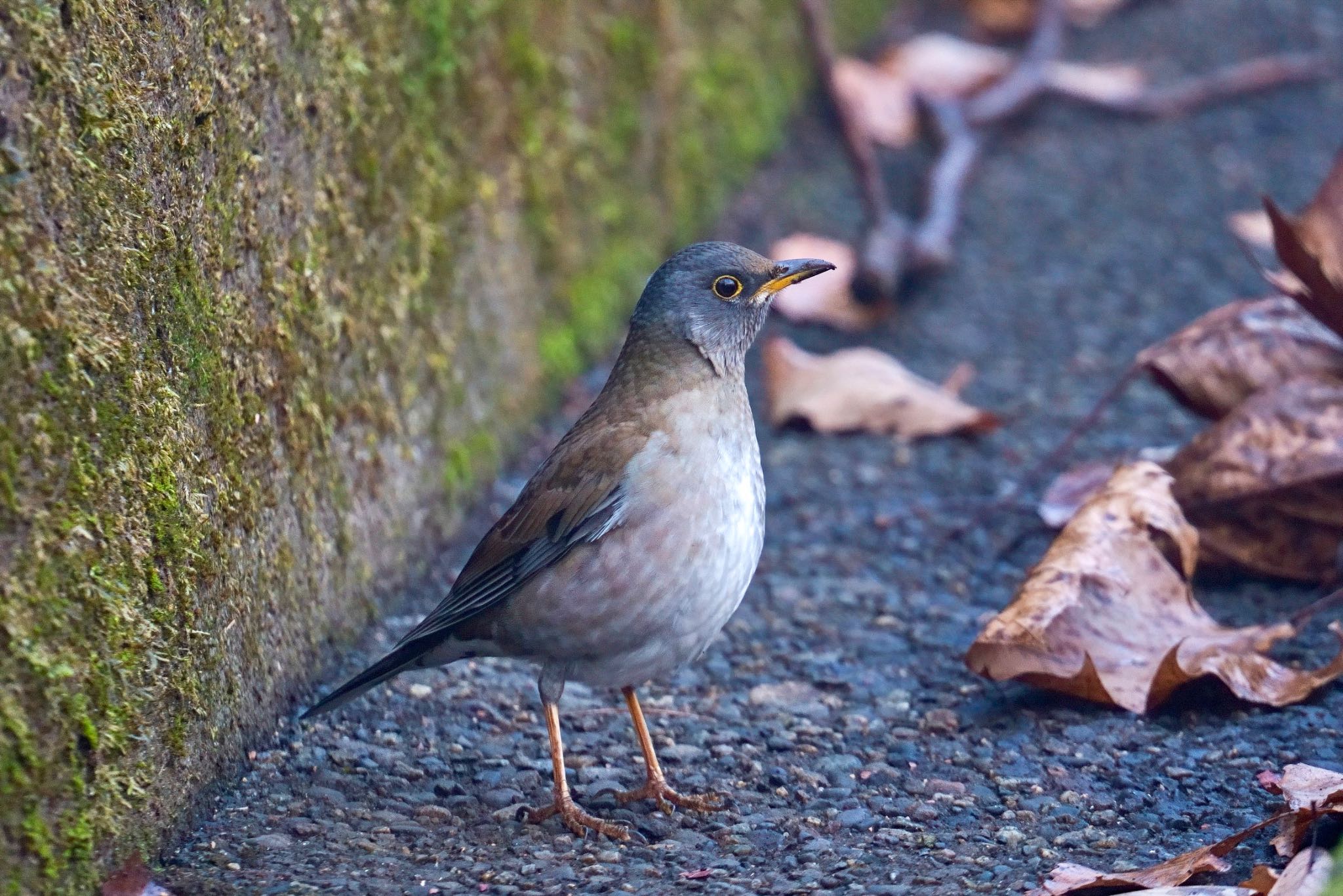 Photo of Pale Thrush at 栃木県 by amachan