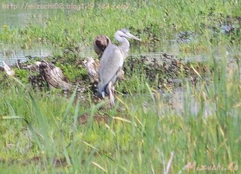 Grey Heron スイス Wed, 5/25/2016