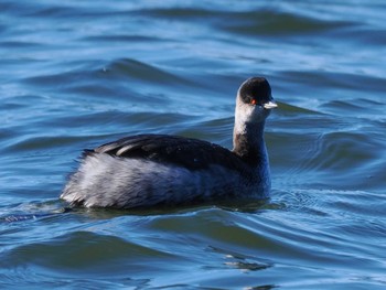 Sun, 12/25/2022 Birding report at 彩湖・道満グリーンパーク