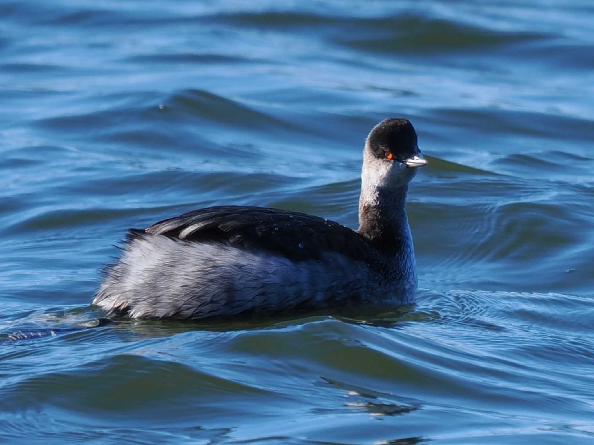 Black-necked Grebe