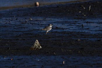 2022年12月24日(土) 伊佐沼の野鳥観察記録