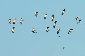 タゲリ 川島町 2022年12月19日(月)