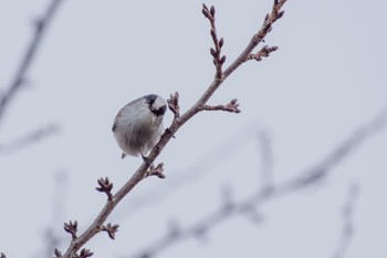 Long-tailed Tit 檜町公園(東京ミッドタウン) Tue, 12/27/2022