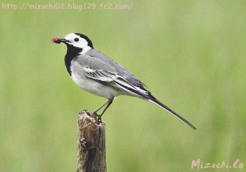 White Wagtail(alba) スイス Wed, 5/25/2016