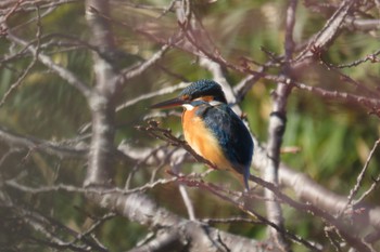 Common Kingfisher Maioka Park Tue, 12/27/2022