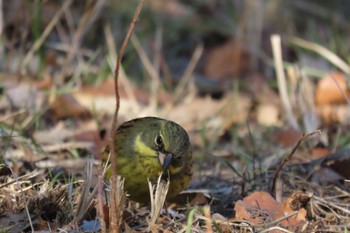 Masked Bunting Maioka Park Tue, 12/27/2022