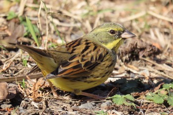 Masked Bunting Maioka Park Tue, 12/27/2022