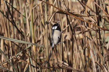 Japanese Tit Maioka Park Tue, 12/27/2022