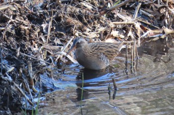 Brown-cheeked Rail Maioka Park Tue, 12/27/2022