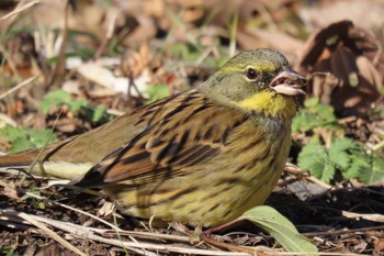 2022年12月27日(火) 舞岡公園の野鳥観察記録