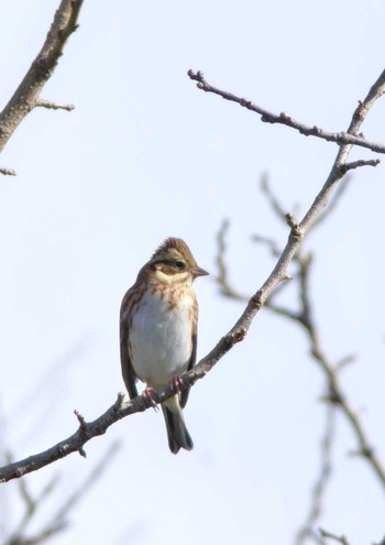 Rustic Bunting 杭瀬川スポーツ公園 Tue, 12/6/2022