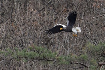 オオワシ 山本山(滋賀県) 2022年12月27日(火)