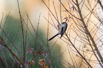 Long-tailed Tit 檜町公園(東京ミッドタウン) Tue, 12/27/2022