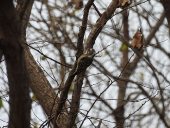 Japanese Pygmy Woodpecker 三ツ又沼ビオトープ Sat, 12/3/2022