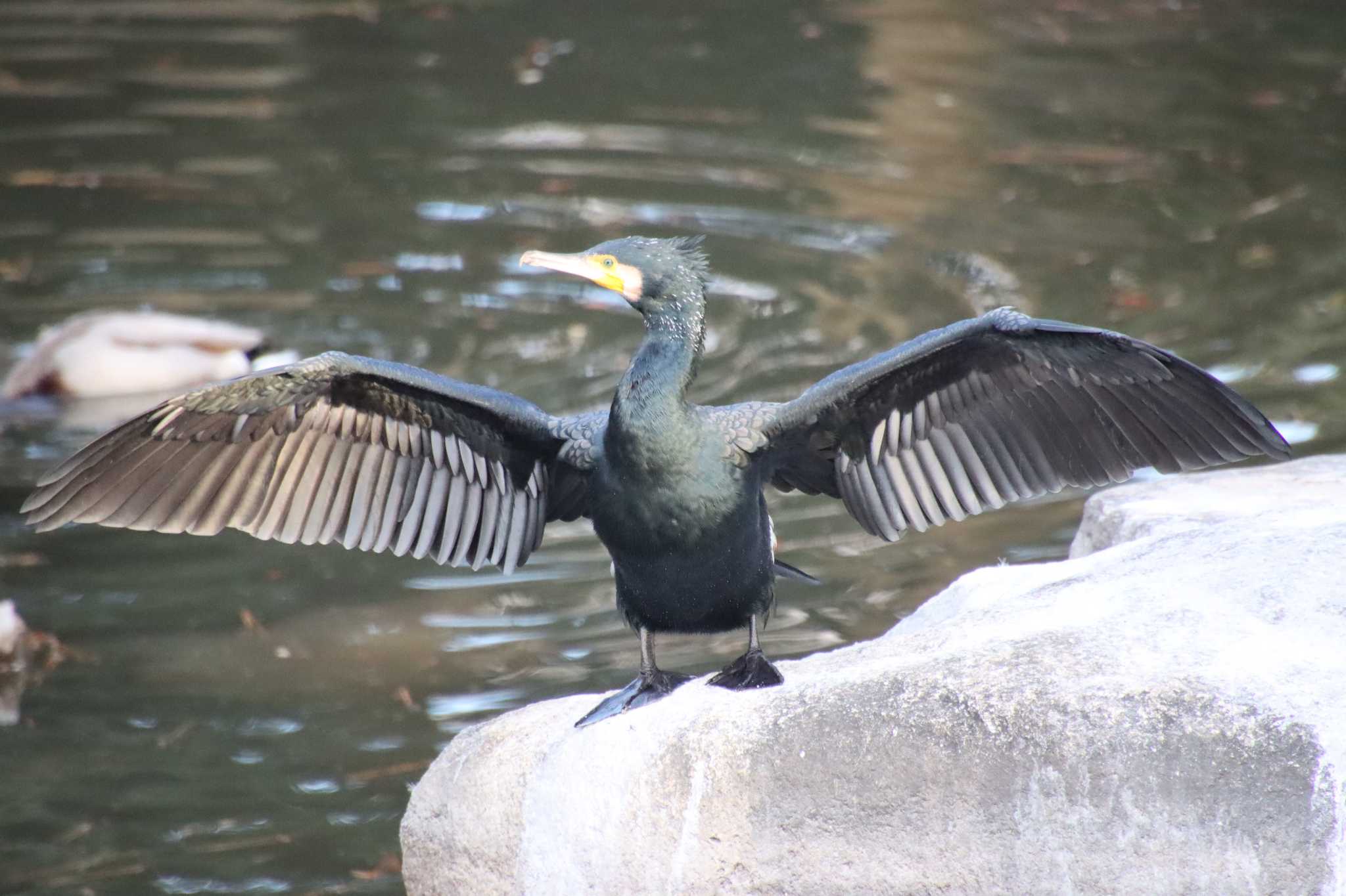 京都御苑 カワウの写真