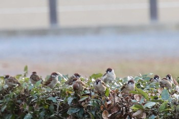 2022年12月26日(月) 京都御苑の野鳥観察記録