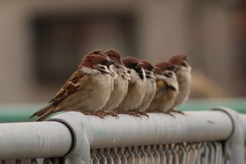 Eurasian Tree Sparrow 兵庫県明石市 Sun, 12/25/2022