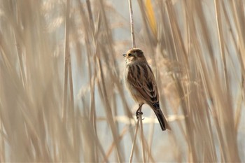 Common Reed Bunting 兵庫県明石市 Fri, 12/16/2022