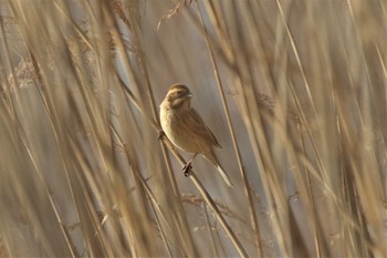 Common Reed Bunting 兵庫県明石市 Fri, 12/16/2022