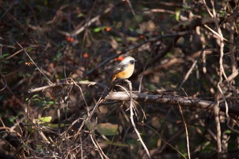 Daurian Redstart 行徳野鳥保護区 Fri, 12/23/2022