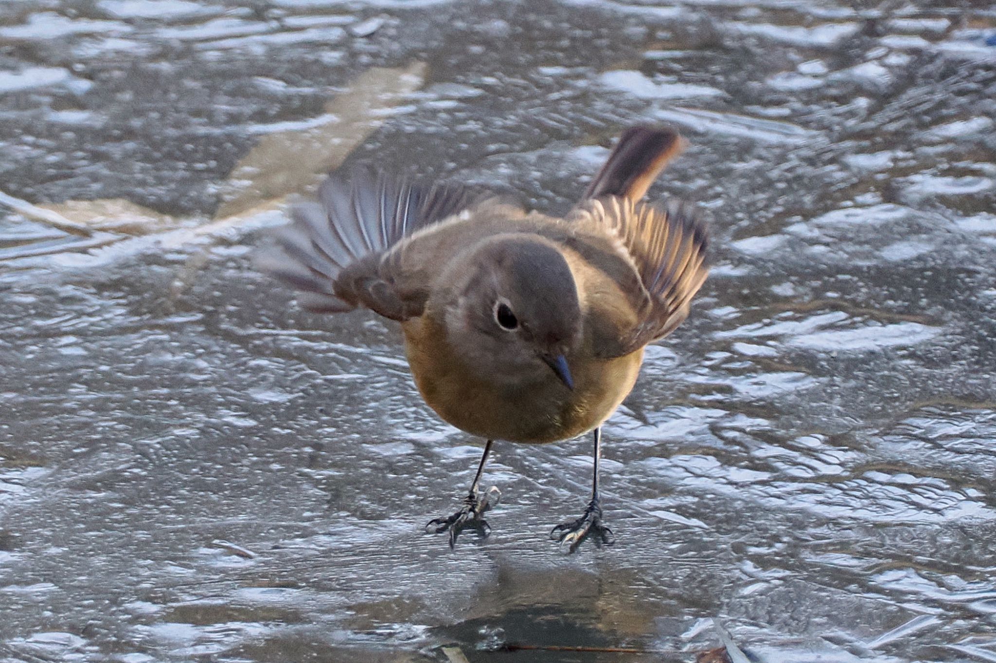 北本自然観察公園 ジョウビタキの写真