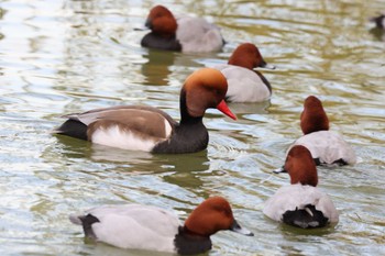 アカハシハジロ 弁天池公園(大阪府門真市) 2022年12月17日(土)