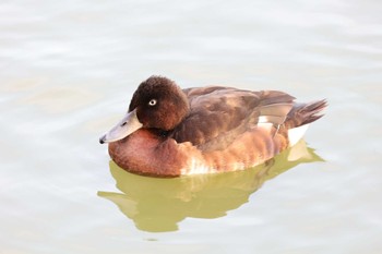 アカハジロ 弁天池公園(大阪府門真市) 2022年12月17日(土)