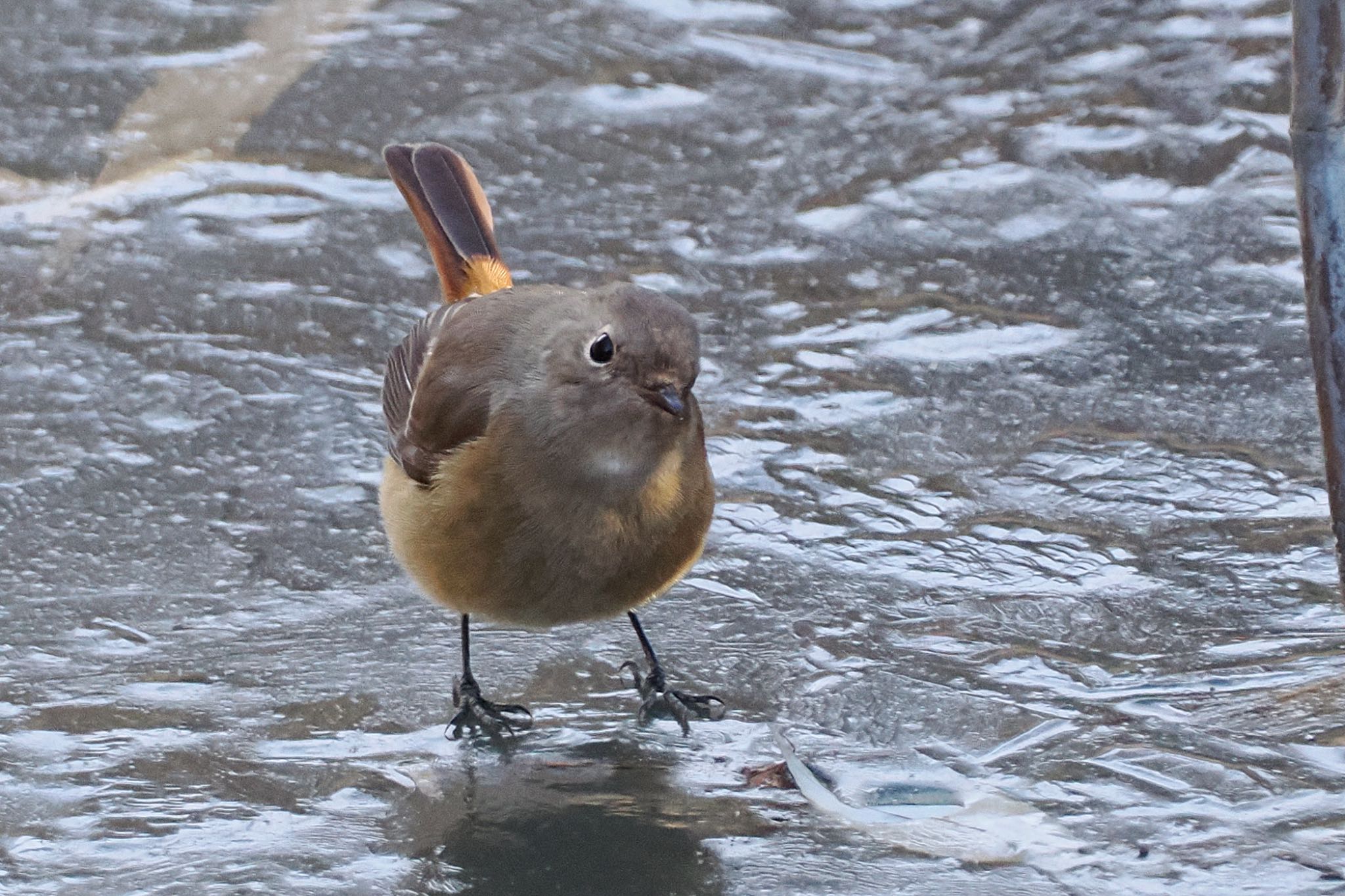 北本自然観察公園 ジョウビタキの写真