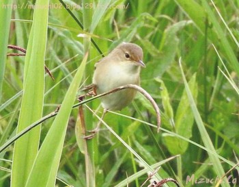 Common Reed Warbler