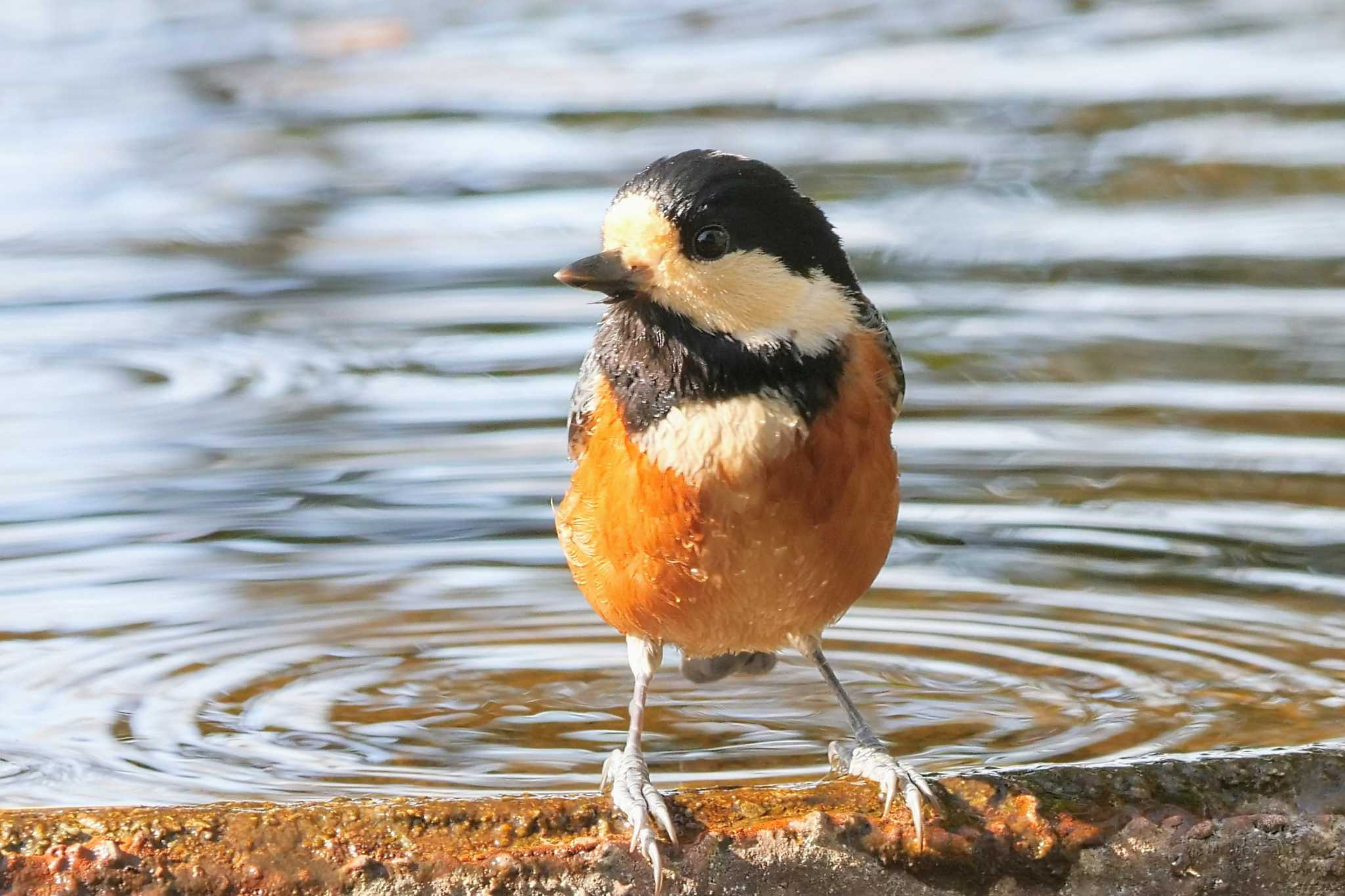 権現山(弘法山公園) ヤマガラの写真