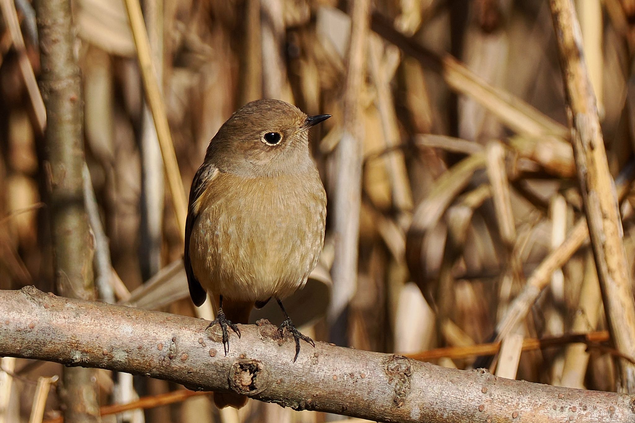 北本自然観察公園 ジョウビタキの写真