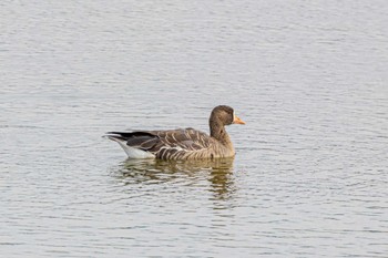 マガン 谷池 2022年12月7日(水)