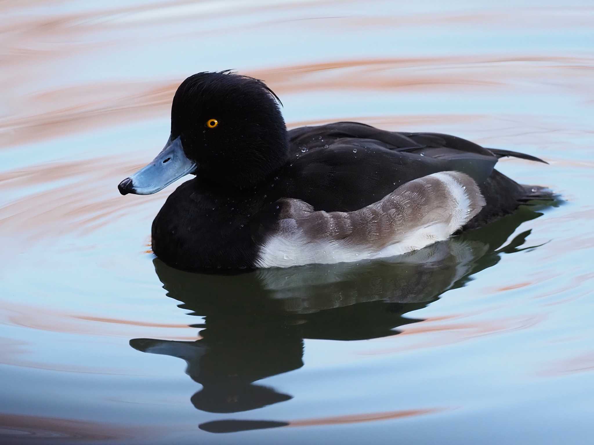 大池親水公園 キンクロハジロの写真