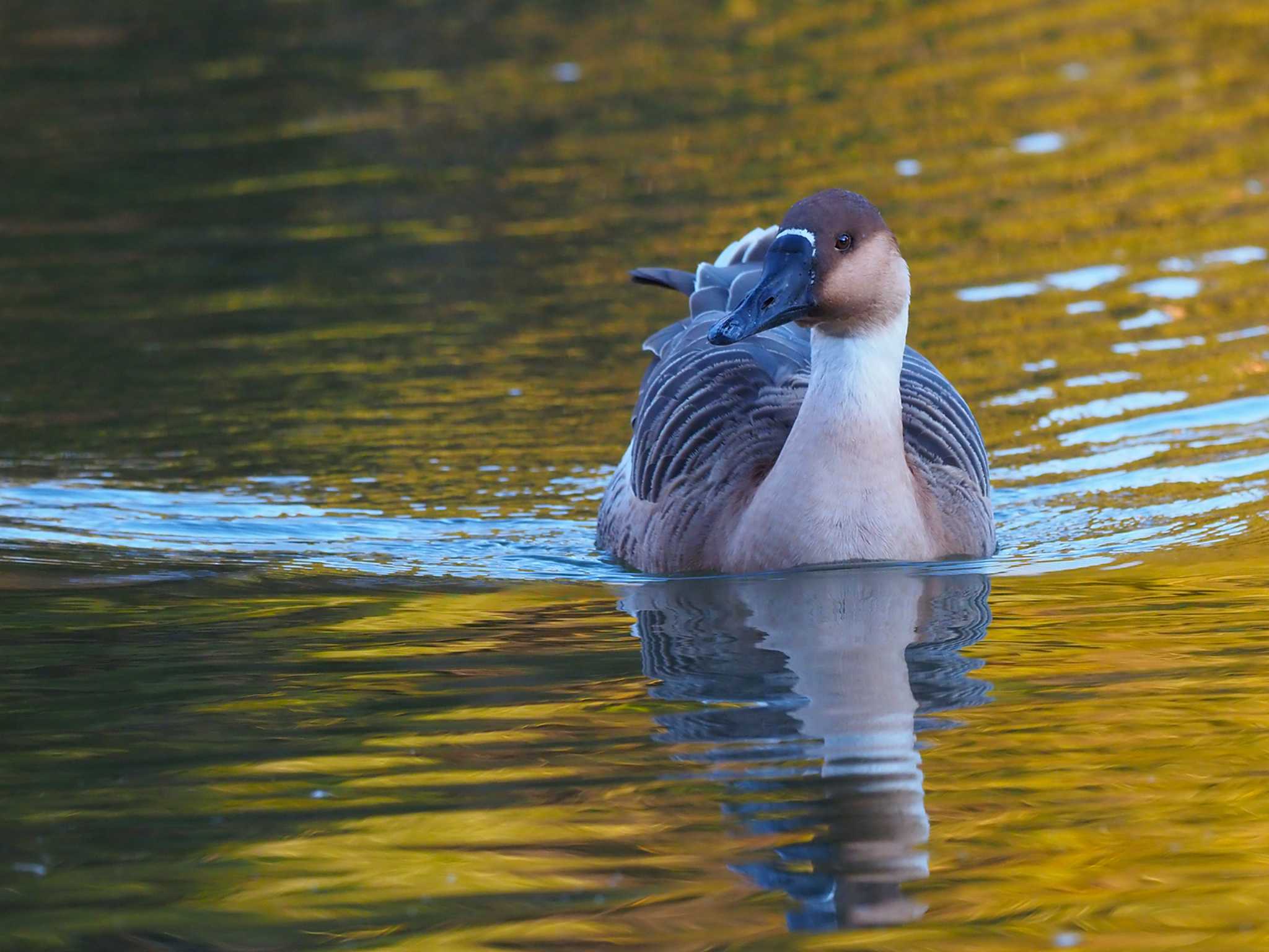 大池親水公園 サカツラガンの写真