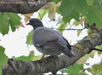 Wed, 5/25/2016 Birding report at スイス