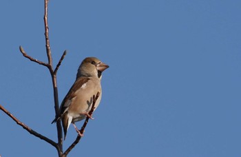 Hawfinch 倉敷市藤戸町 Wed, 12/28/2022