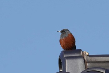 Blue Rock Thrush 倉敷市藤戸町 Wed, 12/28/2022