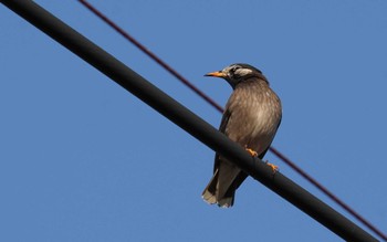 White-cheeked Starling 倉敷市藤戸町 Wed, 12/28/2022