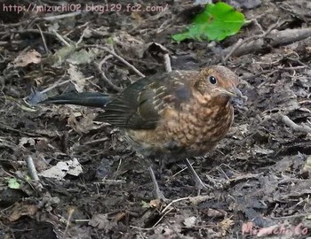 Chinese Blackbird スイス Mon, 7/3/2017