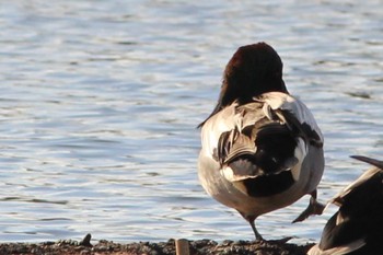 Falcated Duck 兵庫県明石市 Sun, 12/25/2022