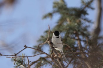 Marsh Tit 札幌モエレ沼公園 Wed, 12/28/2022