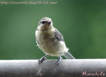 Eurasian Blue Tit スイス Tue, 7/11/2017