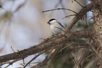 Marsh Tit 札幌モエレ沼公園 Wed, 12/28/2022