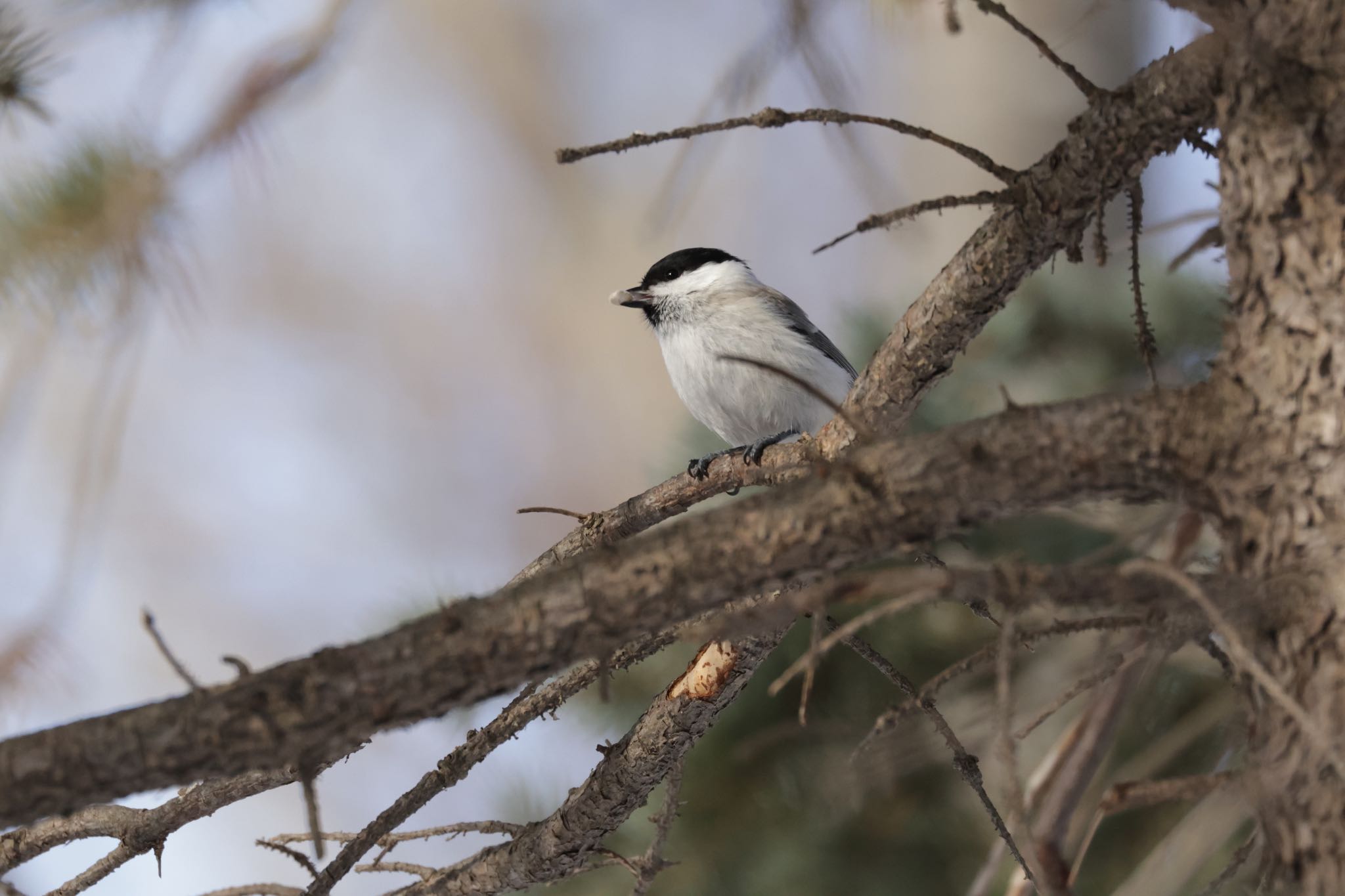 Marsh Tit