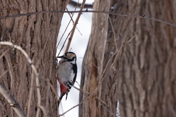 Great Spotted Woodpecker 札幌モエレ沼公園 Wed, 12/28/2022