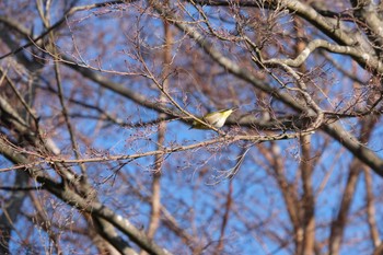 2022年12月28日(水) 修善寺の野鳥観察記録