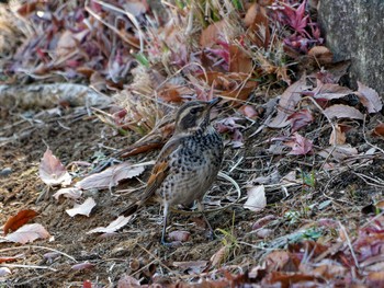 Dusky Thrush 小柴自然公園脇遊歩道 Wed, 12/28/2022