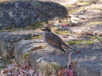 Dusky Thrush 小柴自然公園脇遊歩道 Wed, 12/28/2022