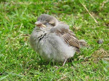 House Sparrow スイス Sat, 7/16/2016